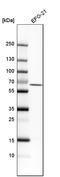 Receptor Interacting Serine/Threonine Kinase 2 antibody, HPA015273, Atlas Antibodies, Western Blot image 