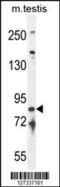 Intraflagellar Transport 81 antibody, 55-234, ProSci, Western Blot image 