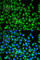 Cell Division Cycle 34 antibody, A5457, ABclonal Technology, Immunofluorescence image 