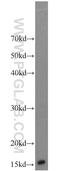 ATP Synthase F1 Subunit Delta antibody, 14893-1-AP, Proteintech Group, Western Blot image 