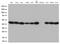 Proteasome Subunit Alpha 1 antibody, LS-C796451, Lifespan Biosciences, Western Blot image 