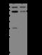 Gamma-Aminobutyric Acid Type A Receptor Beta2 Subunit antibody, 200519-T40, Sino Biological, Western Blot image 