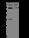 Gamma-aminobutyric acid receptor subunit beta-2 antibody, 200519-T40, Sino Biological, Western Blot image 