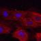 Plexin A2 antibody, MAB5486, R&D Systems, Immunofluorescence image 