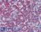 CD248 Molecule antibody, LS-B2712, Lifespan Biosciences, Immunohistochemistry paraffin image 