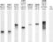 Fibrillarin antibody, LS-C204565, Lifespan Biosciences, Western Blot image 