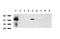 Formimidoyltransferase Cyclodeaminase antibody, LS-C796776, Lifespan Biosciences, Western Blot image 