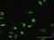 Myeloid Zinc Finger 1 antibody, H00007593-M04, Novus Biologicals, Immunofluorescence image 