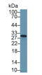 NAD(P)H Quinone Dehydrogenase 1 antibody, LS-C373787, Lifespan Biosciences, Western Blot image 