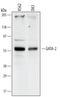 GATA Binding Protein 2 antibody, MAB2046, R&D Systems, Western Blot image 