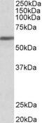 Zinc Finger Protein 703 antibody, NB100-2407, Novus Biologicals, Western Blot image 