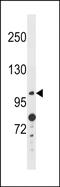 Anoctamin 4 antibody, PA5-72157, Invitrogen Antibodies, Western Blot image 