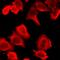 HCK Proto-Oncogene, Src Family Tyrosine Kinase antibody, LS-C668069, Lifespan Biosciences, Immunofluorescence image 
