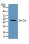 Slit Guidance Ligand 1 antibody, LS-C300243, Lifespan Biosciences, Western Blot image 