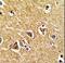 Proline Dehydrogenase 1 antibody, LS-C162167, Lifespan Biosciences, Immunohistochemistry frozen image 