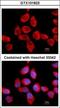 Ribosomal Protein Lateral Stalk Subunit P2 antibody, GTX101823, GeneTex, Immunocytochemistry image 