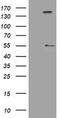 Inhibin Subunit Alpha antibody, TA801920AM, Origene, Western Blot image 