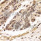 TO antibody, A6766, ABclonal Technology, Immunohistochemistry paraffin image 