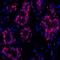 PCNA antibody, A700-075, Bethyl Labs, Immunohistochemistry frozen image 