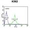 Growth Arrest Specific 2 Like 1 antibody, abx025646, Abbexa, Western Blot image 