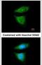 Dynein Cytoplasmic 1 Intermediate Chain 2 antibody, PA5-22229, Invitrogen Antibodies, Immunofluorescence image 