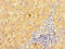 Inv antibody, CSB-PA011769LA01HU, Cusabio, Immunohistochemistry frozen image 