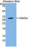 Tissue factor antibody, LS-C314185, Lifespan Biosciences, Western Blot image 