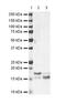 Small Ubiquitin Like Modifier 3 antibody, PA5-19418, Invitrogen Antibodies, Western Blot image 