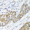 Peroxisomal Biogenesis Factor 14 antibody, 22-871, ProSci, Immunohistochemistry paraffin image 