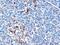 Interferon Induced With Helicase C Domain 1 antibody, PA5-18164, Invitrogen Antibodies, Immunohistochemistry paraffin image 
