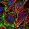 Dihydrodiol Dehydrogenase antibody, NBP1-91831, Novus Biologicals, Immunocytochemistry image 
