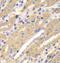 ERGIC And Golgi 2 antibody, FNab02840, FineTest, Immunohistochemistry paraffin image 