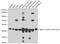 Actin Alpha 2, Smooth Muscle antibody, 22-810, ProSci, Western Blot image 