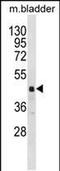 RNA Binding Motif Protein 41 antibody, PA5-49029, Invitrogen Antibodies, Western Blot image 