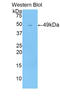 Nuclear Receptor Subfamily 1 Group I Member 2 antibody, LS-C296026, Lifespan Biosciences, Western Blot image 