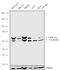 Lamin A/C antibody, 711430, Invitrogen Antibodies, Western Blot image 