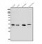 Arginase 2 antibody, A02244, Boster Biological Technology, Western Blot image 