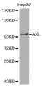 AXL Receptor Tyrosine Kinase antibody, abx000747, Abbexa, Western Blot image 