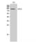 Ubiquitin Specific Peptidase 16 antibody, LS-C386598, Lifespan Biosciences, Western Blot image 