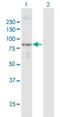 Type II inositol-1,4,5-trisphosphate 5-phosphatase antibody, H00003633-B01P, Novus Biologicals, Western Blot image 