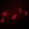 Peptidylprolyl Isomerase F antibody, orb214961, Biorbyt, Immunofluorescence image 