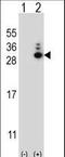 MOB Kinase Activator 1B antibody, LS-C164259, Lifespan Biosciences, Western Blot image 