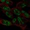 Lin-52 DREAM MuvB Core Complex Component antibody, NBP2-55623, Novus Biologicals, Immunocytochemistry image 