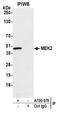 Dual specificity mitogen-activated protein kinase kinase 2 antibody, A700-079, Bethyl Labs, Immunoprecipitation image 