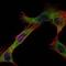 Hexokinase 1 antibody, MA5-15675, Invitrogen Antibodies, Immunofluorescence image 
