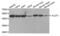 Flotillin 1 antibody, abx004751, Abbexa, Western Blot image 