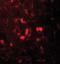 Pyruvate Dehydrogenase Kinase 3 antibody, orb373924, Biorbyt, Immunofluorescence image 
