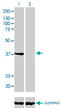 Protein I antibody, LS-C196662, Lifespan Biosciences, Western Blot image 