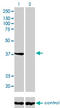 Annexin A2 antibody, LS-C196662, Lifespan Biosciences, Western Blot image 