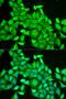 Ras-related protein Rab-6A antibody, LS-C334164, Lifespan Biosciences, Immunofluorescence image 